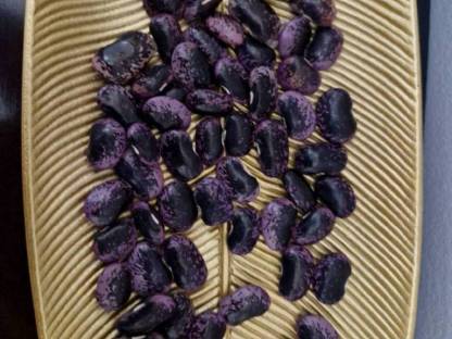 Bild 3:Stangenbohnen