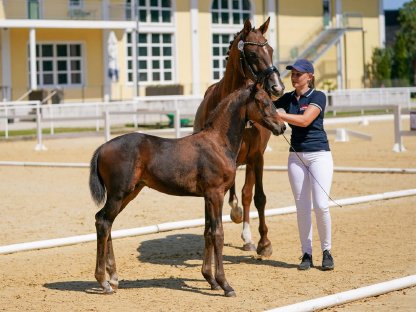 Bild 3:Dressurbetontes Hengstfohlen mit Qualität zu verkaufen