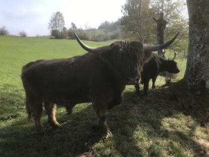 Verk. gekörten, dunfarbenen Hochlandrind-Zuchtstier, BIO