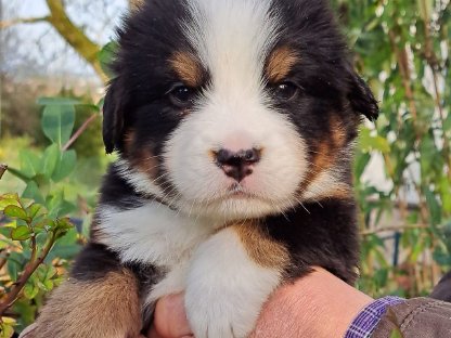 Berner Sennen Welpen - reinrassig - mit Ahnentafel