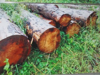 Bild 2:Blochholz Rundholz bis 50 cm stark für Bau oder Brennholz