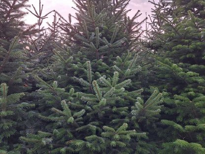 Alle Jahre wieder, kommt das… Christbäume, Nordmanntannen