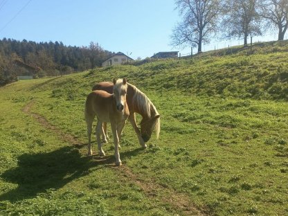 Haflinger Hengstfohlen