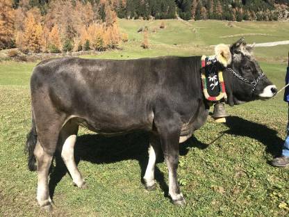 Verkaufe Tiroler Grauvieh Kalbin