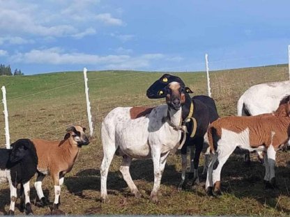 Interessanter Kamerunschaf-Jungbock