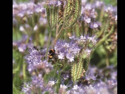 Phacelia