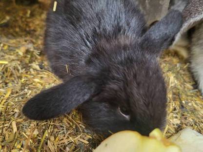 Babyhasen Mini Lop