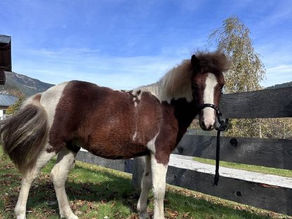 Shetland Pony