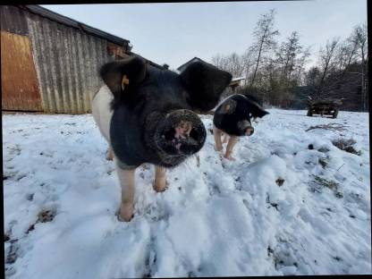 Bild 2:Frischfleisch vom Freilandschwein
