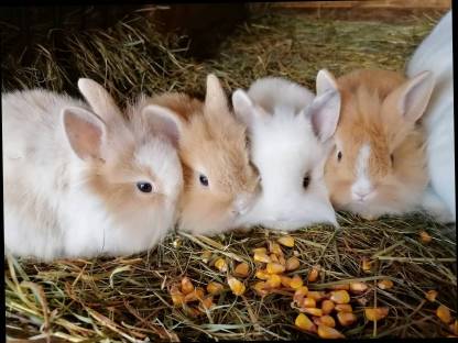 Zwergkaninchen zu vergeben