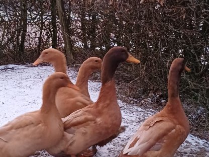 Verkaufe Orpington Enten