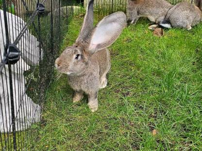 Verkaufe reinrassige Deutsche Riesen Jungtiere