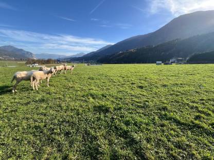 Tiroler Bergschafe