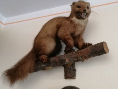 Bild 4:Jagdtrophäen wegen Todesfall zu verkaufen