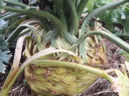 Bild 2:Knollensellerie, Pastinaken, Rote Rüben