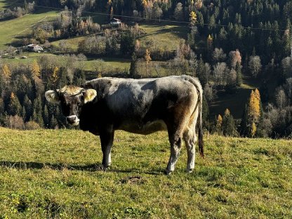 Tiroler Grauviehkalbin Bio zu Verkaufen