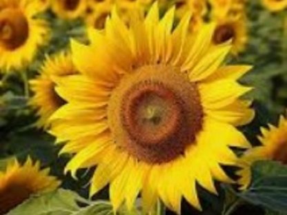 Bild 5:Sonnenblumenkerne