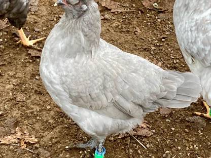 1.1 Lavender Araucana, Henne aus England