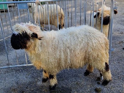 Bild 7:Walliser Schwarznasen Auen und Widder