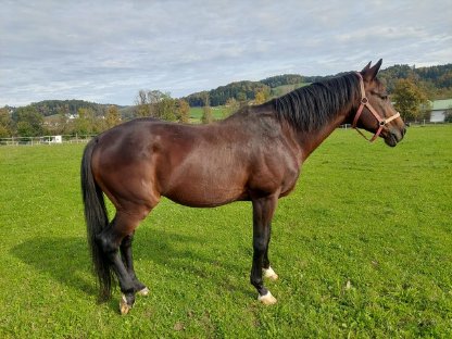 Trakehnerhengst „Grassnitz“ sucht Bestplatz