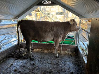 Brown Swiss Kalbin