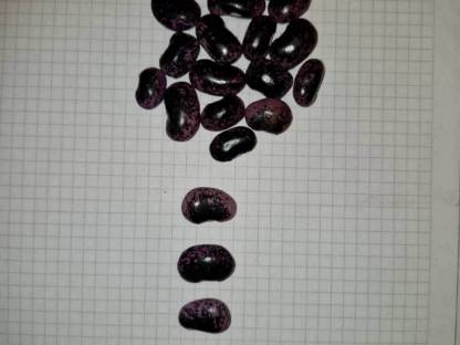 Bild 5:Stangenbohnen