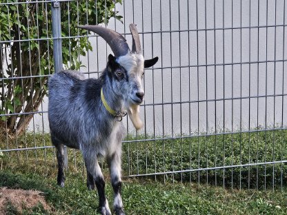 Zwergziegenbock