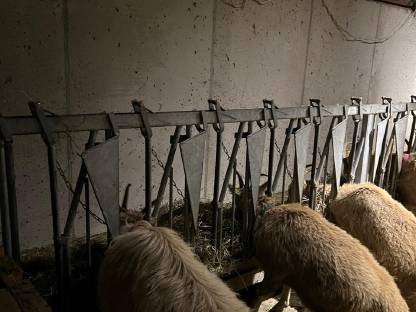 Fressgatter, Selbstfanggatter für Ziegen, Schafe