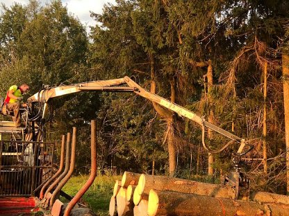 Bild 5:Holzschlägerung, Rückung, Durchforstung