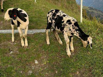 2 gescheckte Bergschaf-Lämmer