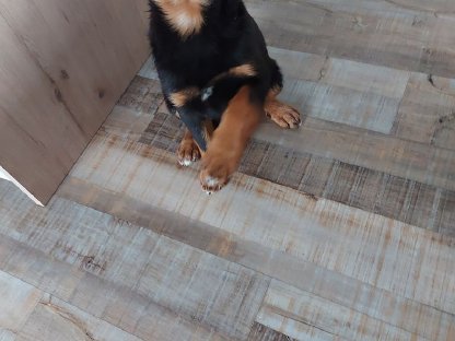 Rottweiler x Aussie Mädchen, 14 Wochen jung