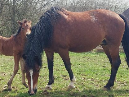 Gerittene Zuchtstute Pony 135 cm