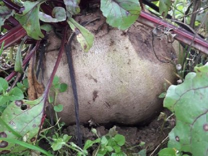 Bild 3:Knollensellerie, Pastinaken, Rote Rüben