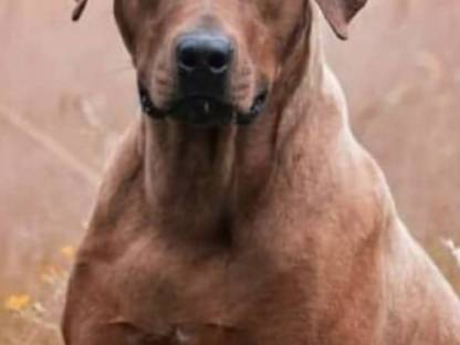 Rhodesian Ridgeback Welpen