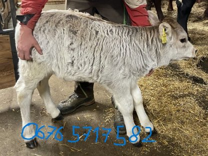 Reinrassiges Tiroler Grauvieh Kalb