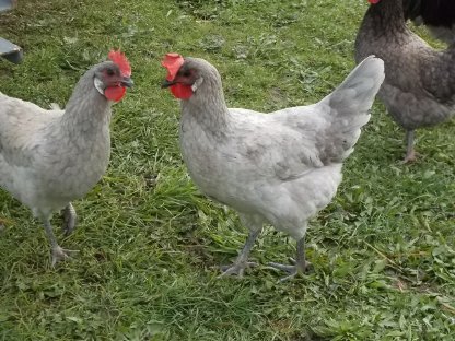 Bild 3:Bresse Gauloise Bleu