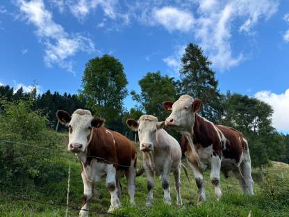 Rindfleisch vom Almochsen