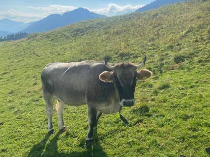 Tiroler Grauvieh Mutterkühe