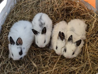 Kaninchen - Zwergrex/Farbenzwerg-Mischung zu verschenken