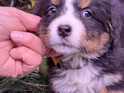 Berner Sennen Welpen - reinrassig - mit Ahnentafel