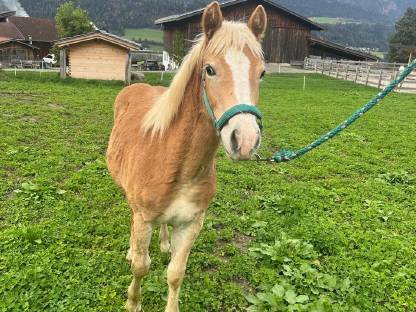 Haflinger Hengstfohlen Siggi