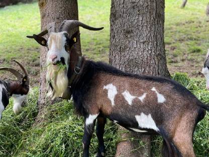 Tauernschecken Bock