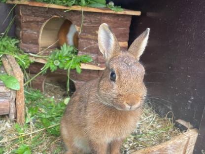 Zwergkaninchen