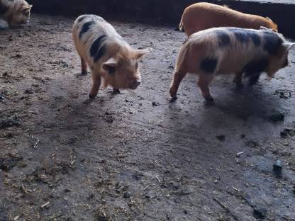 Kune Kune Ferkel