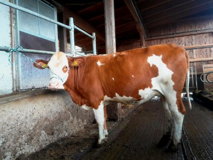 Bio trächtige Kalbinnen und Jungkalbinnen zu verkaufen