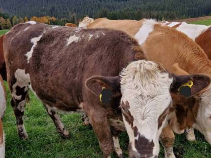 Kalbin Fleckvieh x Charolais