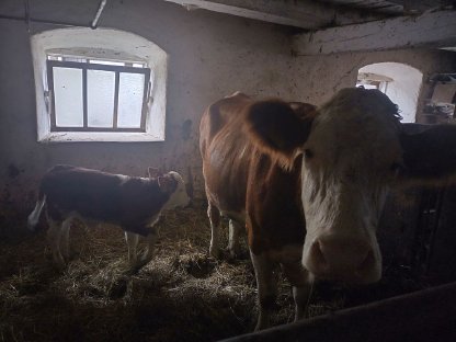 Mutterkuh mit Stierkalb