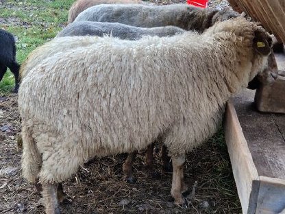 Alpine Steinschaflämmer abzugeben