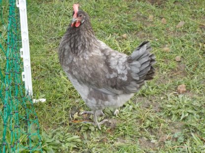 Bild 2:Bresse Gauloise Bleu