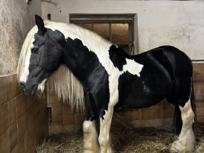Bild 3:Tinker Hengst gekört